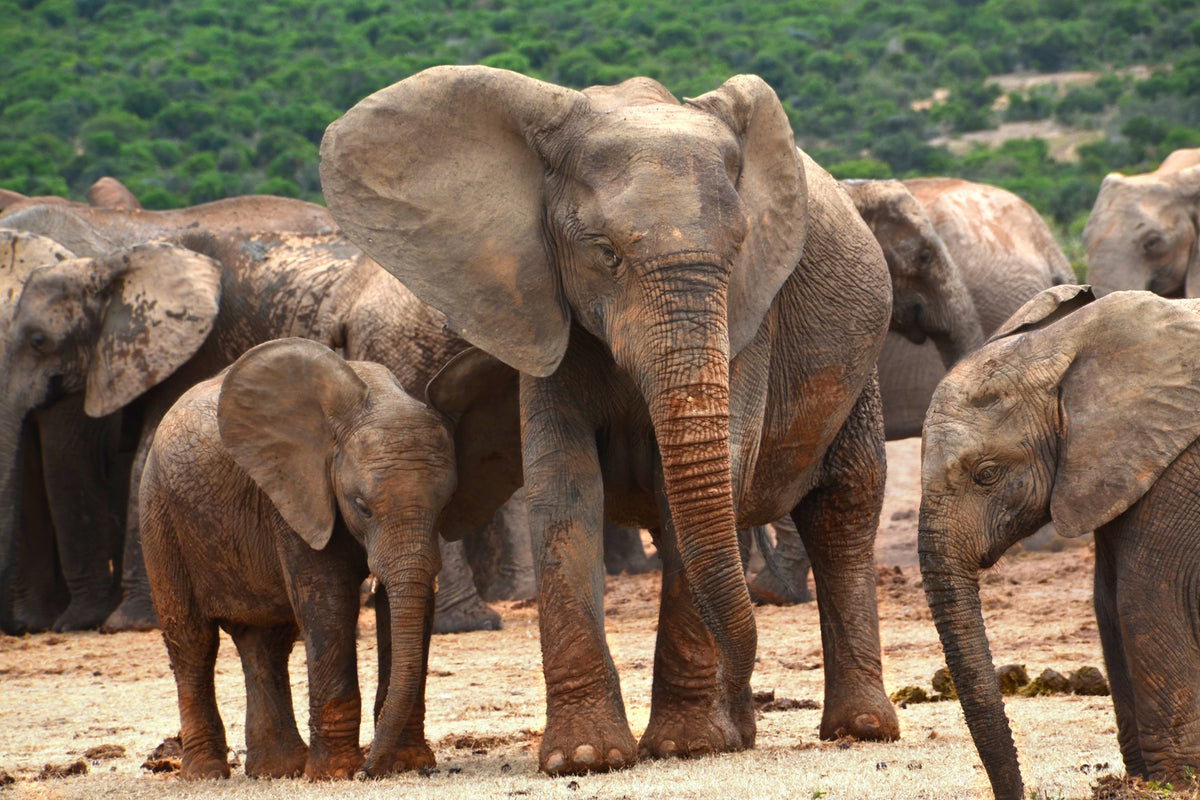 3-piece-aluminium-print-elephant-herd-in-africa