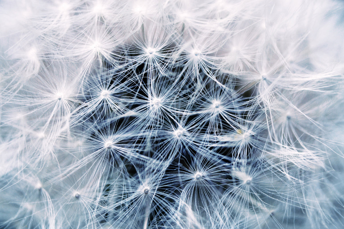 3-piece-canvas-print-ripe-dandelion-close-up