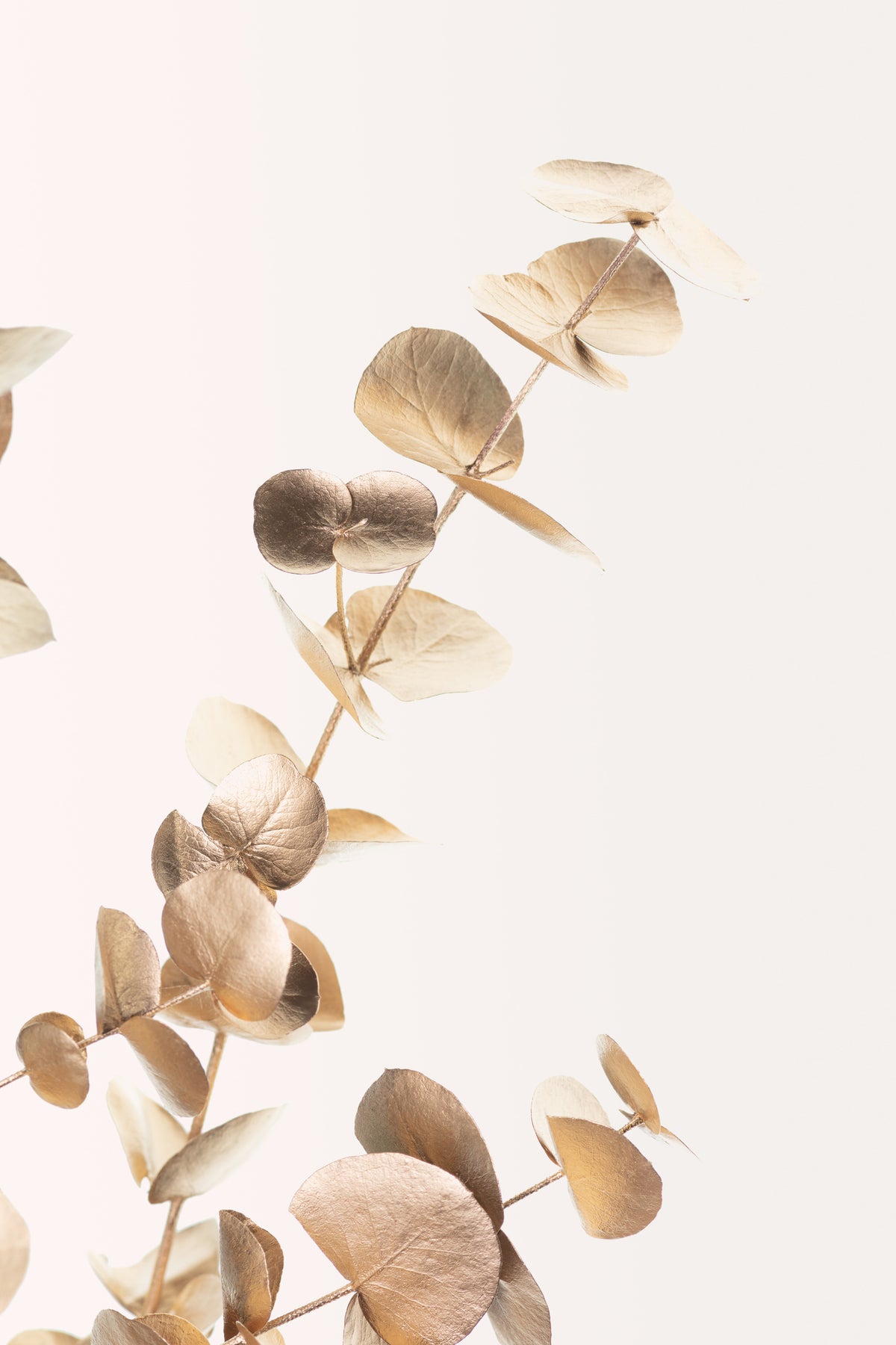 framedposter-print-eucalyptus-gold-no-03
