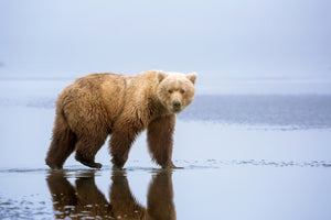 acrylic-print-the-bear-walk-x