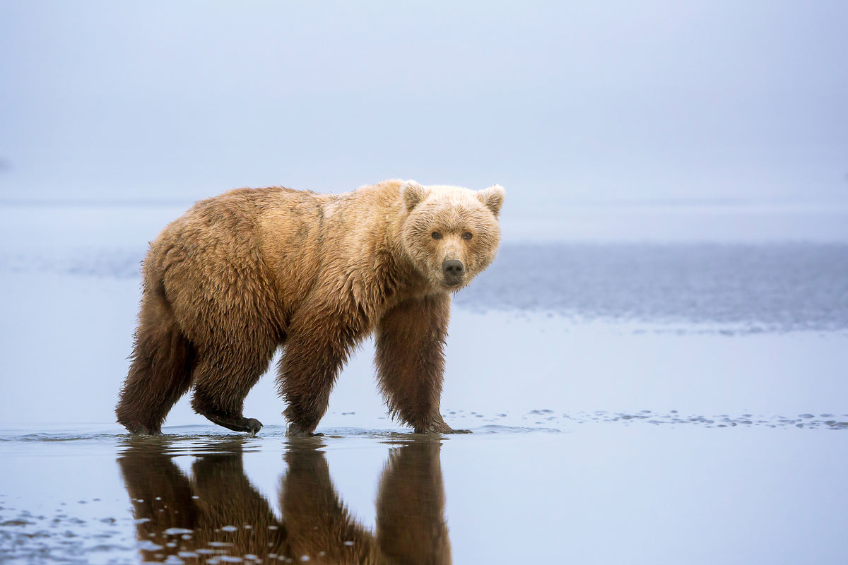 acrylic-print-the-bear-walk-x
