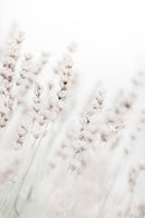 canvas-print-grass-straws