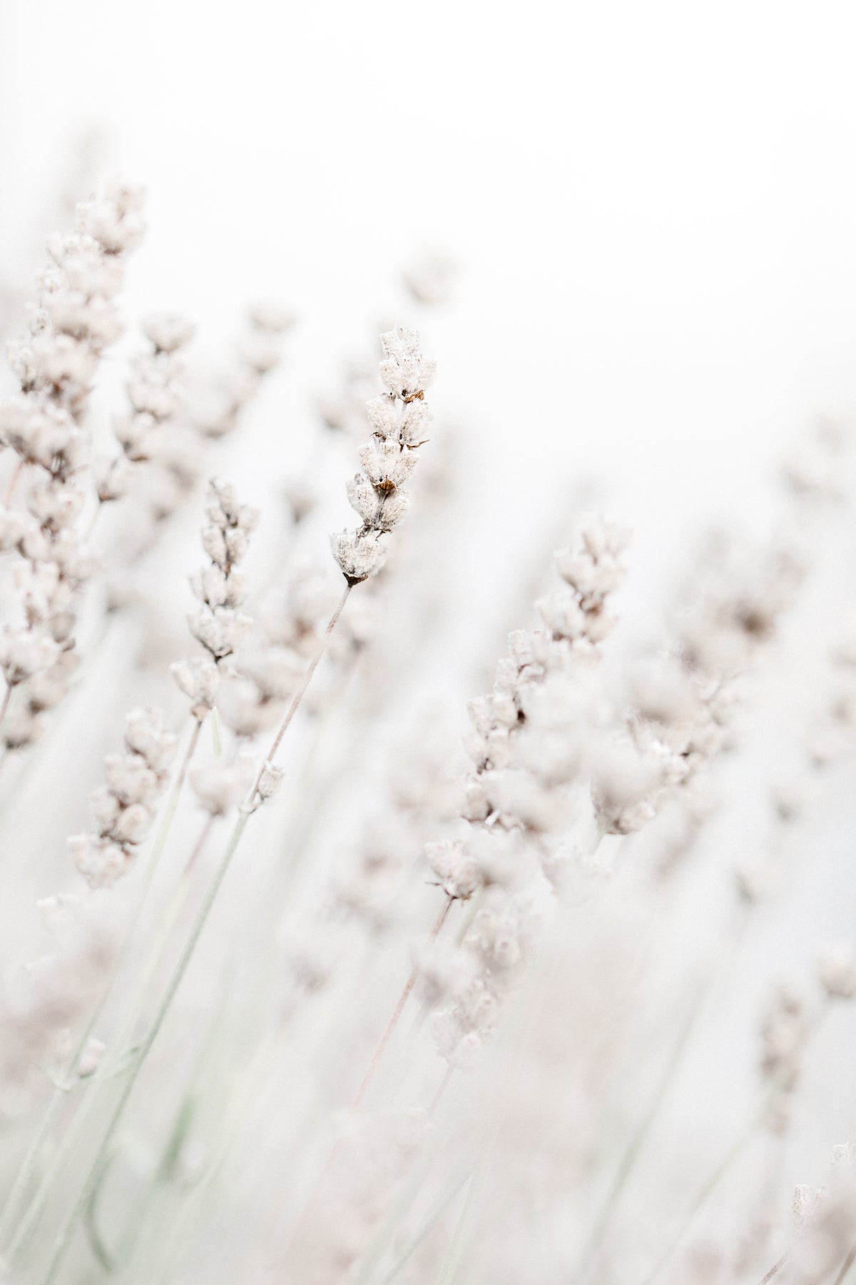 canvas-print-grass-straws