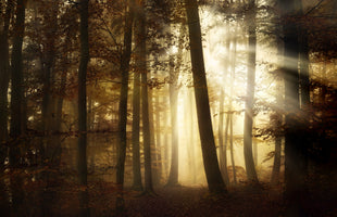 3-piece-canvas-print-a-new-day-3