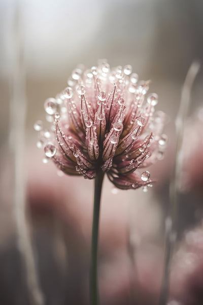 poster-print-dew-kissed-blossom-2