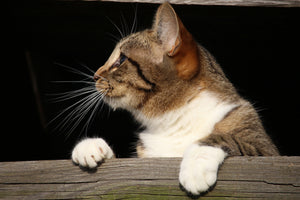 3-piece-acrylic-print-xl-cat