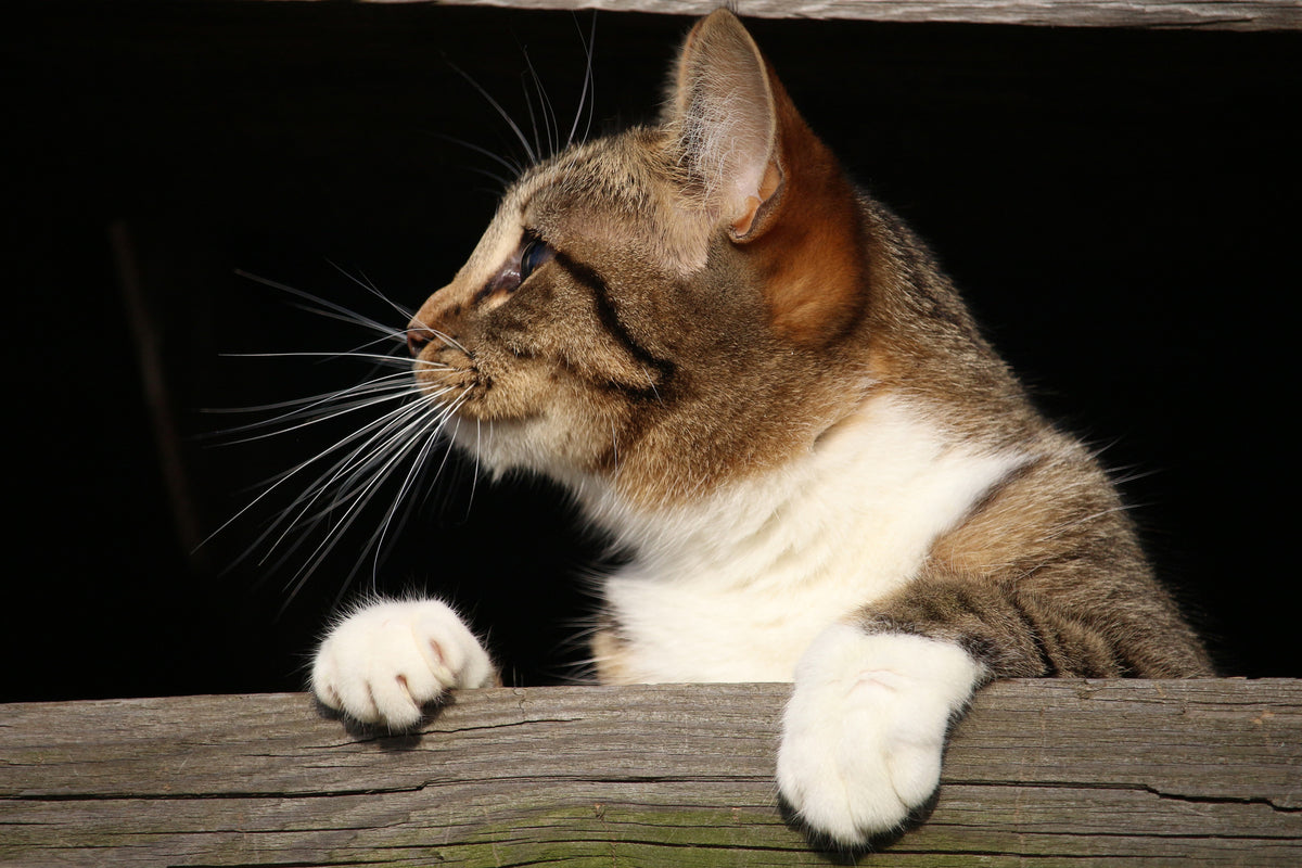 3-piece-acrylic-print-xl-cat