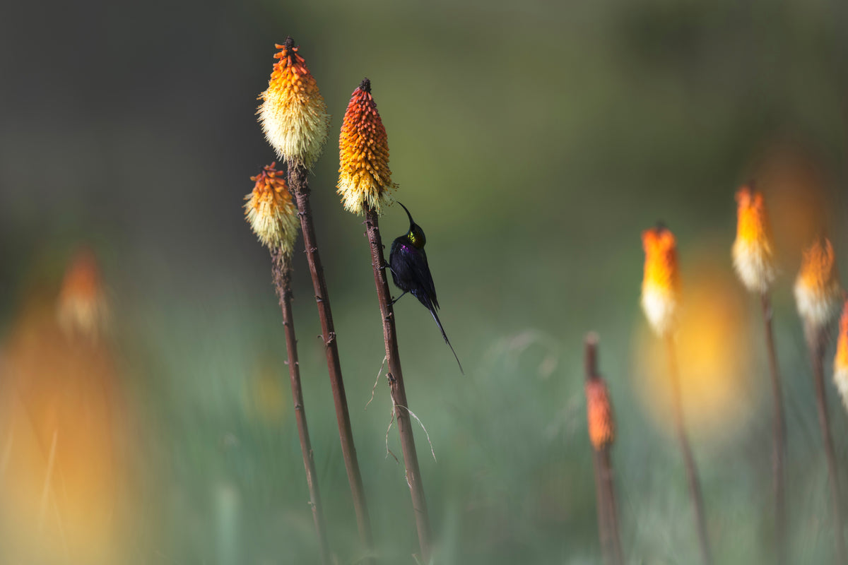aluminium-print-tacazze-sunbird-x