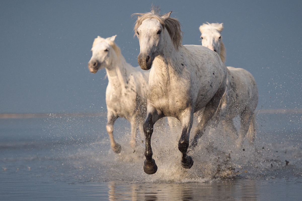 framedposter-print-camargue-horses-on-sunset-x