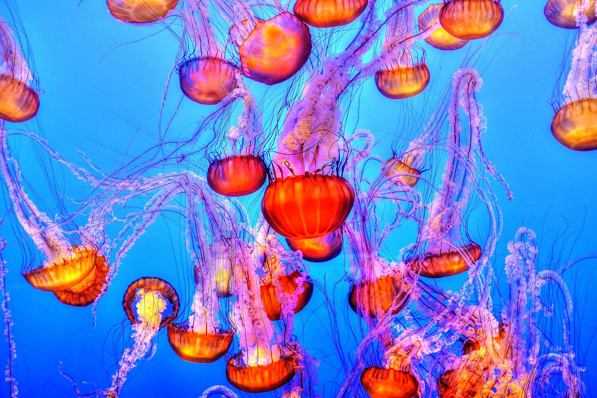 framedposter-print-colorful-jellyfish