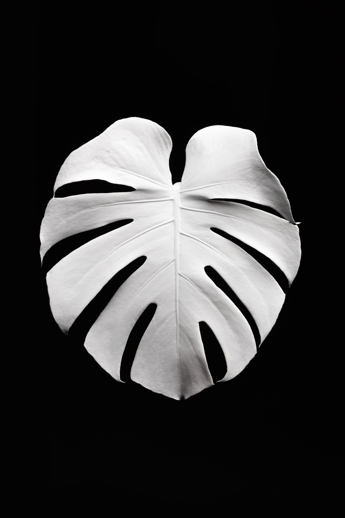 aluminium-print-monstera-white-04