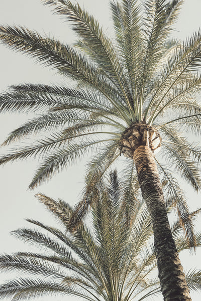 poster-print-palm-005