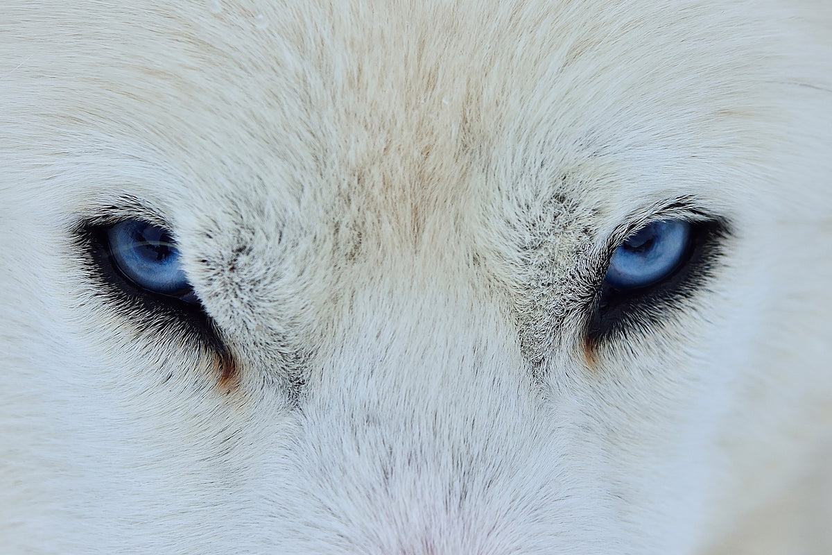 framedposter-print-mirada-azul-x