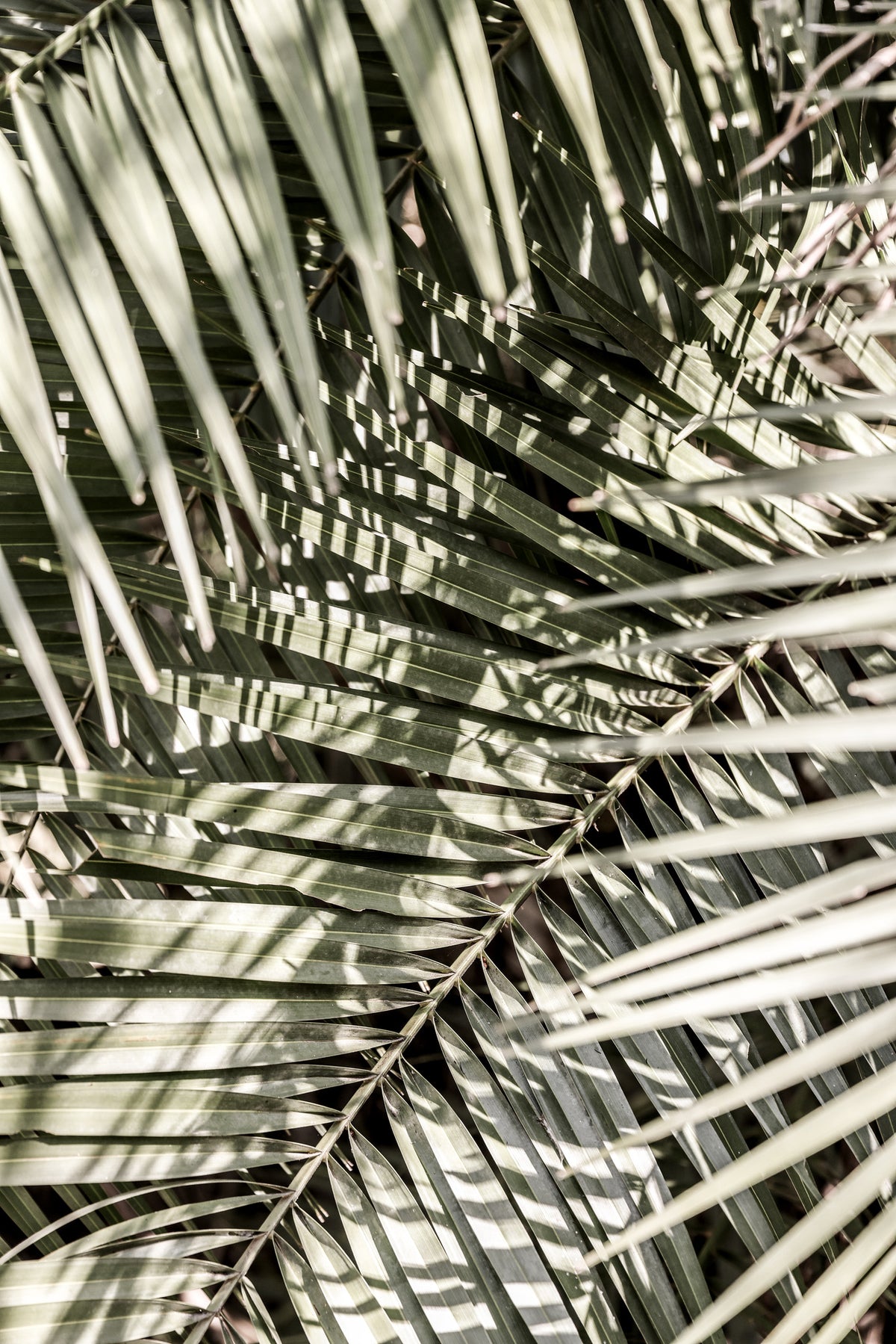 framedposter-print-graphic-breeze
