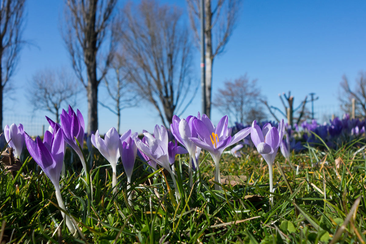 framedcanvas-print-purple-crocus-in-nature