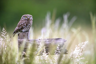 poster-print-little-owl-x