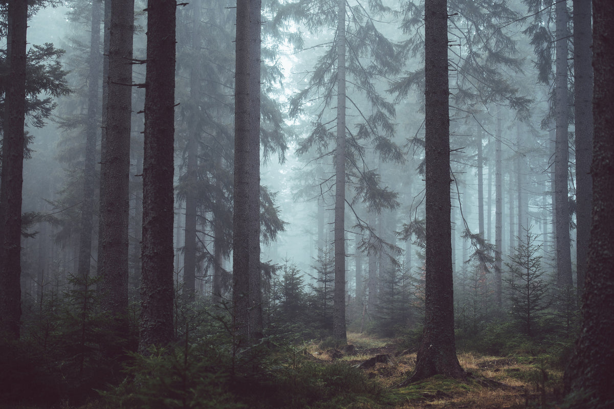 poster-print-forest-in-the-fog