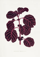 framedcanvas-print-vintage-flora