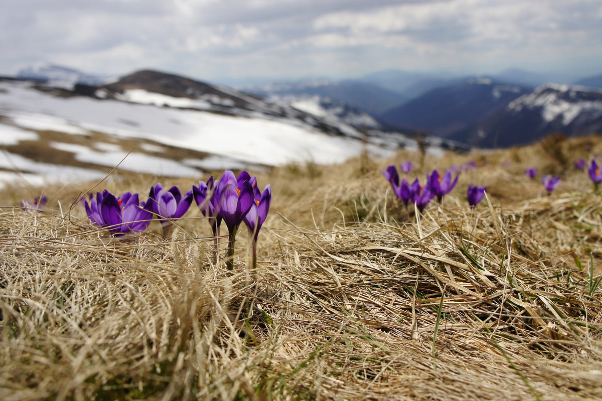 canvas-print-purple-crocus