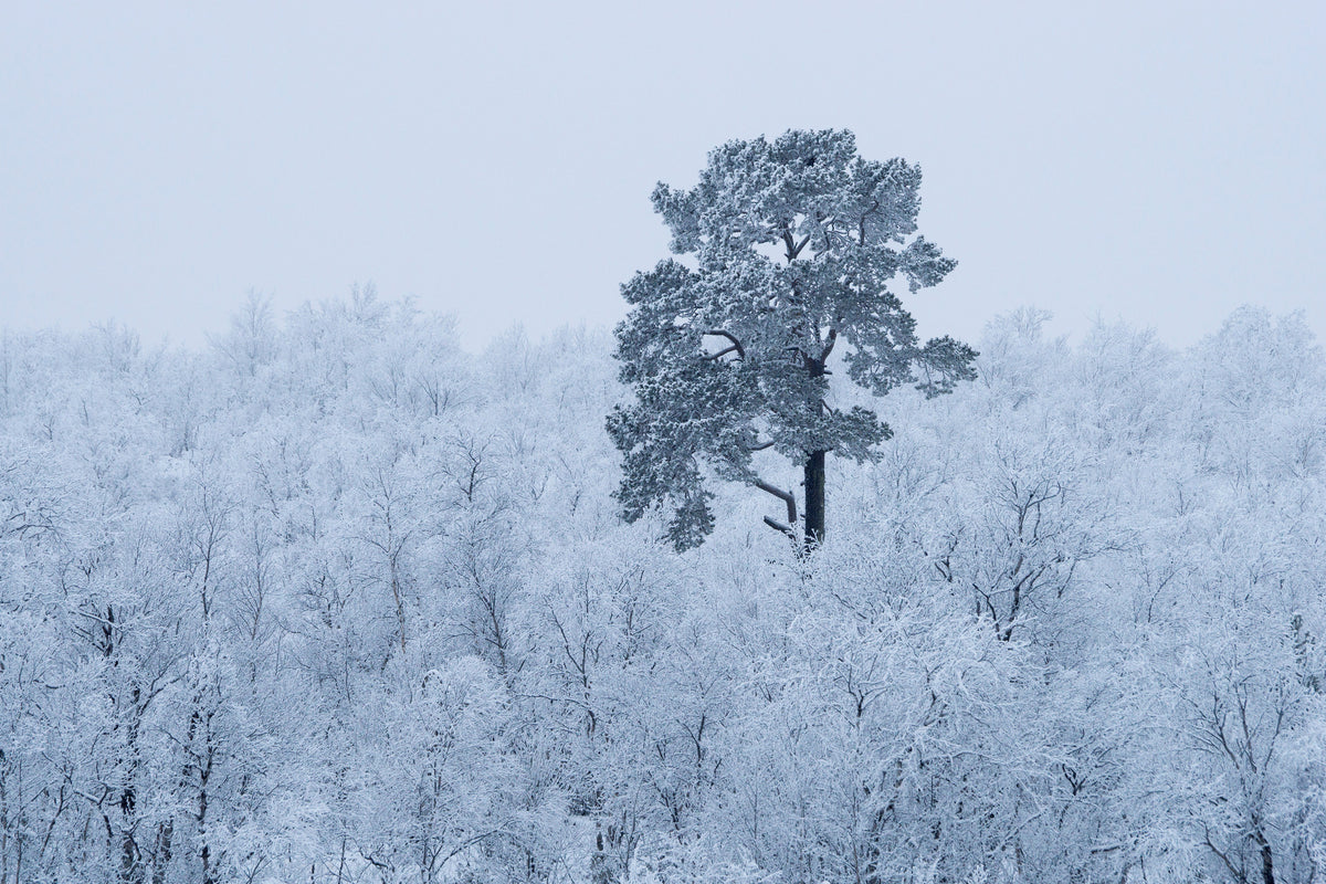 framedposter-print-first-snow-x