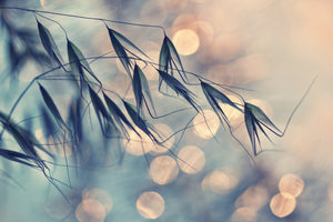 framedcanvas-print-straws