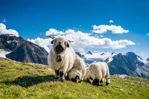 modern-3-piece-canvas-print-sheep-in-the-wind-of-the-alps