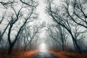 3-piece-canvas-print-mysterious-mood-in-the-forest