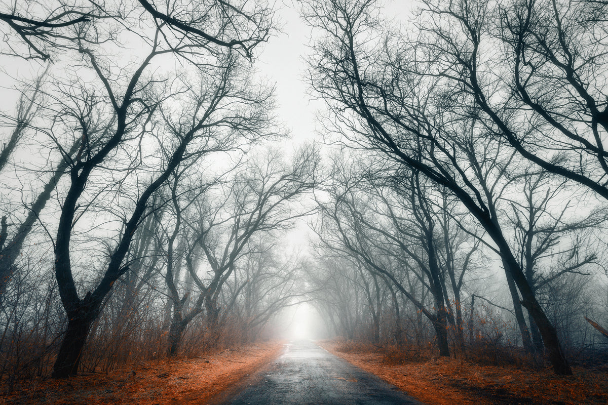 3-piece-canvas-print-mysterious-mood-in-the-forest