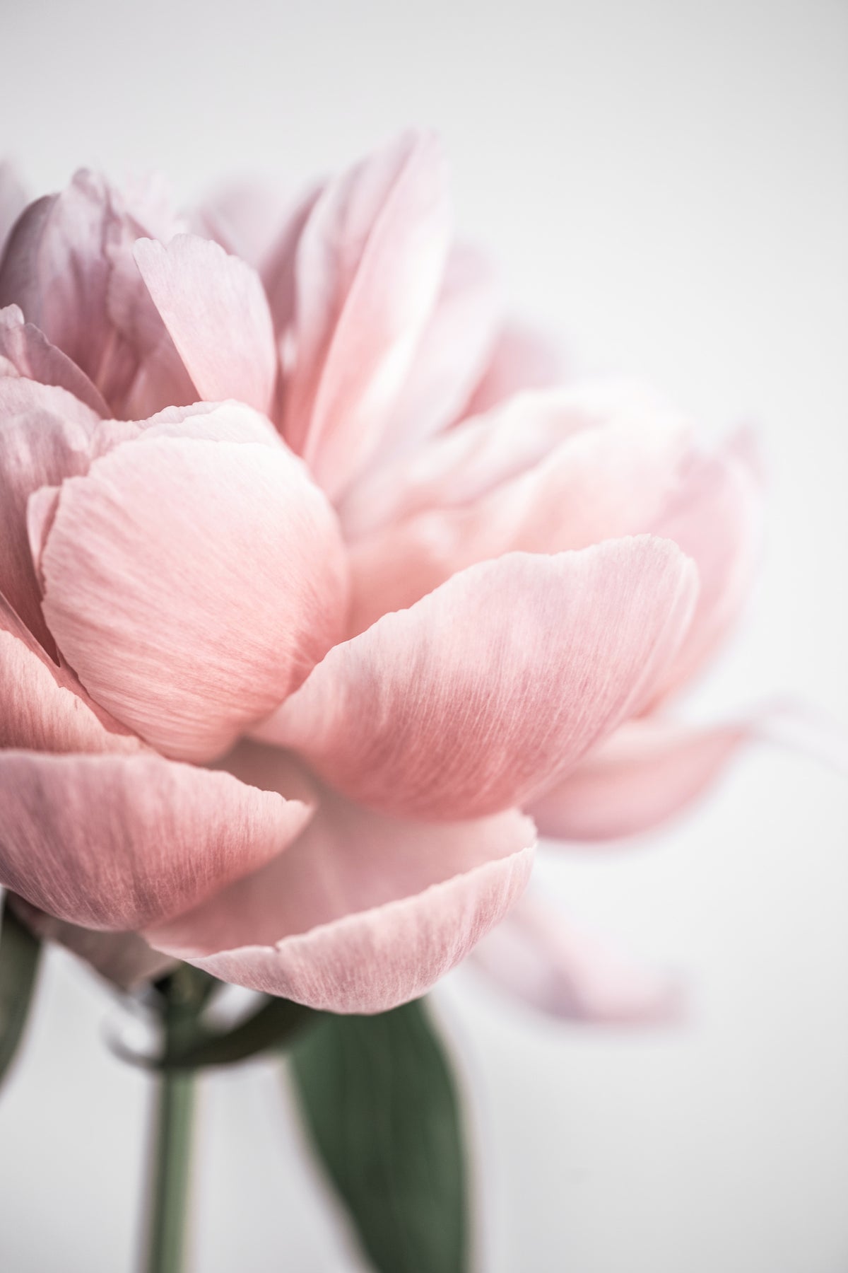 canvas-print-peony-3