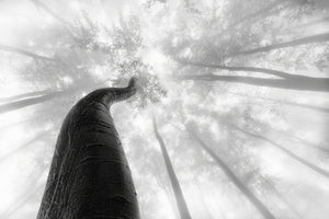 modern-3-piece-acrylic-print-treetrunk