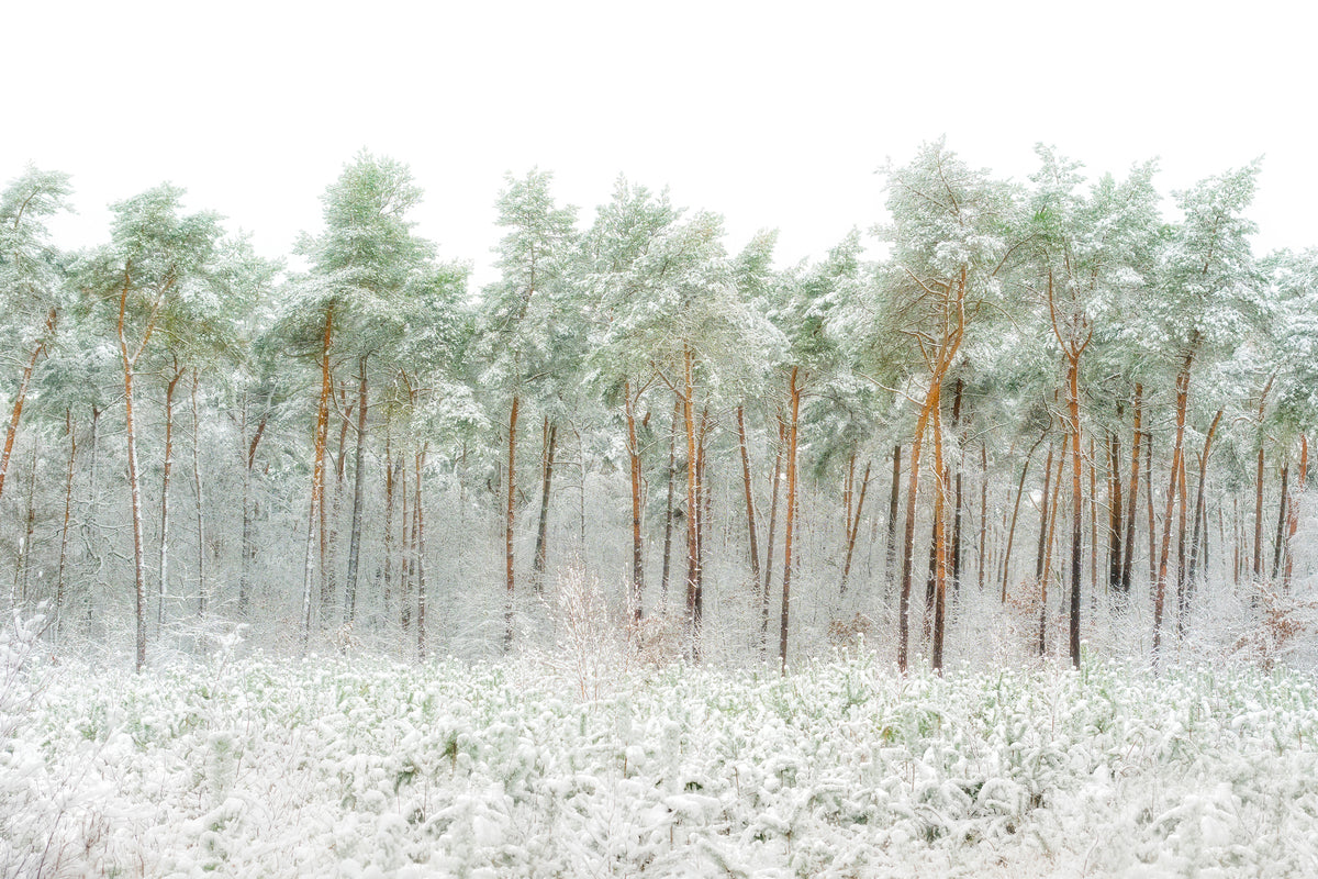 3-piece-acrylic-print-snow-world