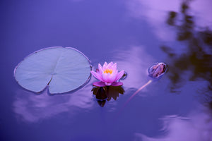 3-piece-aluminium-print-lotus-flower