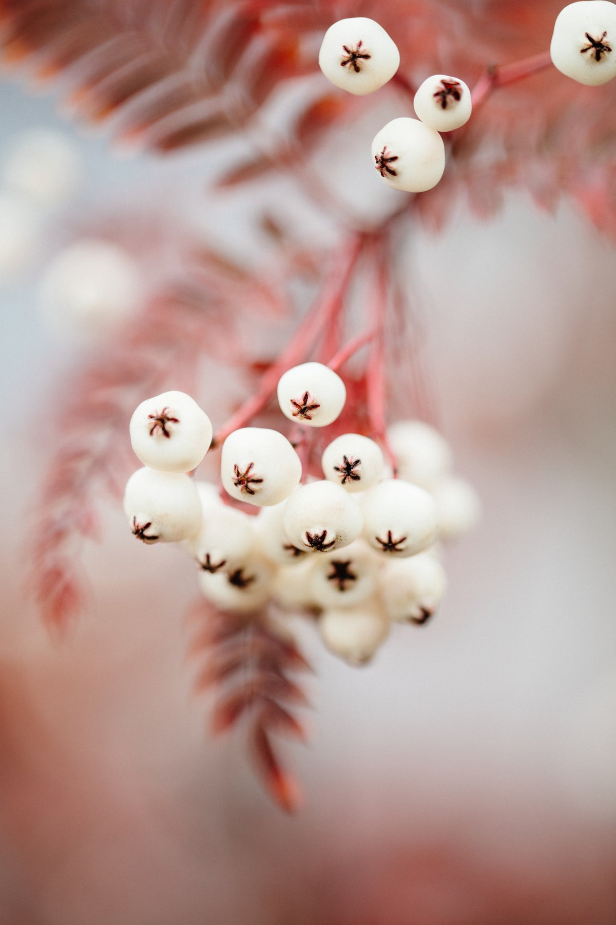 framedposter-print-berries-on-a-twig