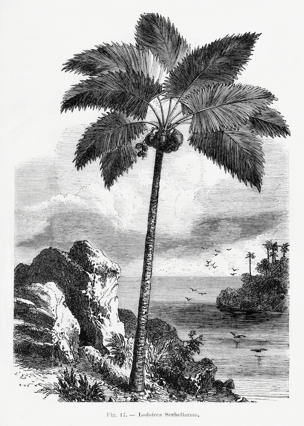 framedposter-print-vintage-palm-tree-drawing-i