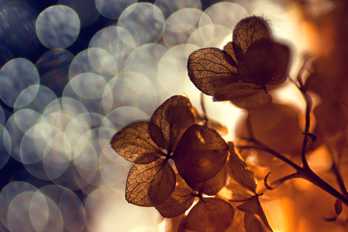 framedcanvas-print-bokeh-x