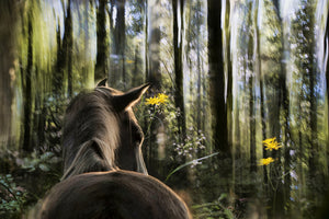 acrylic-print-sound-are-forest