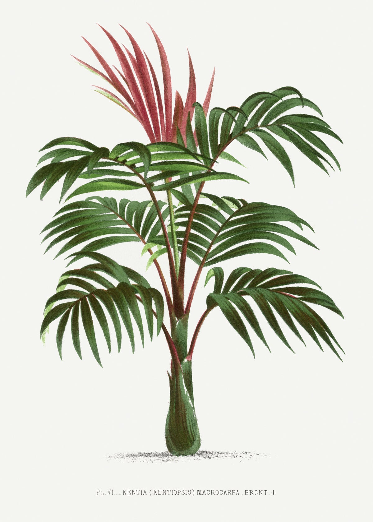 poster-print-kentiopsis