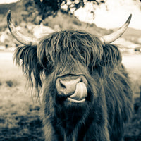 4-piece-canvas-print-grazing-time-in-bavaria