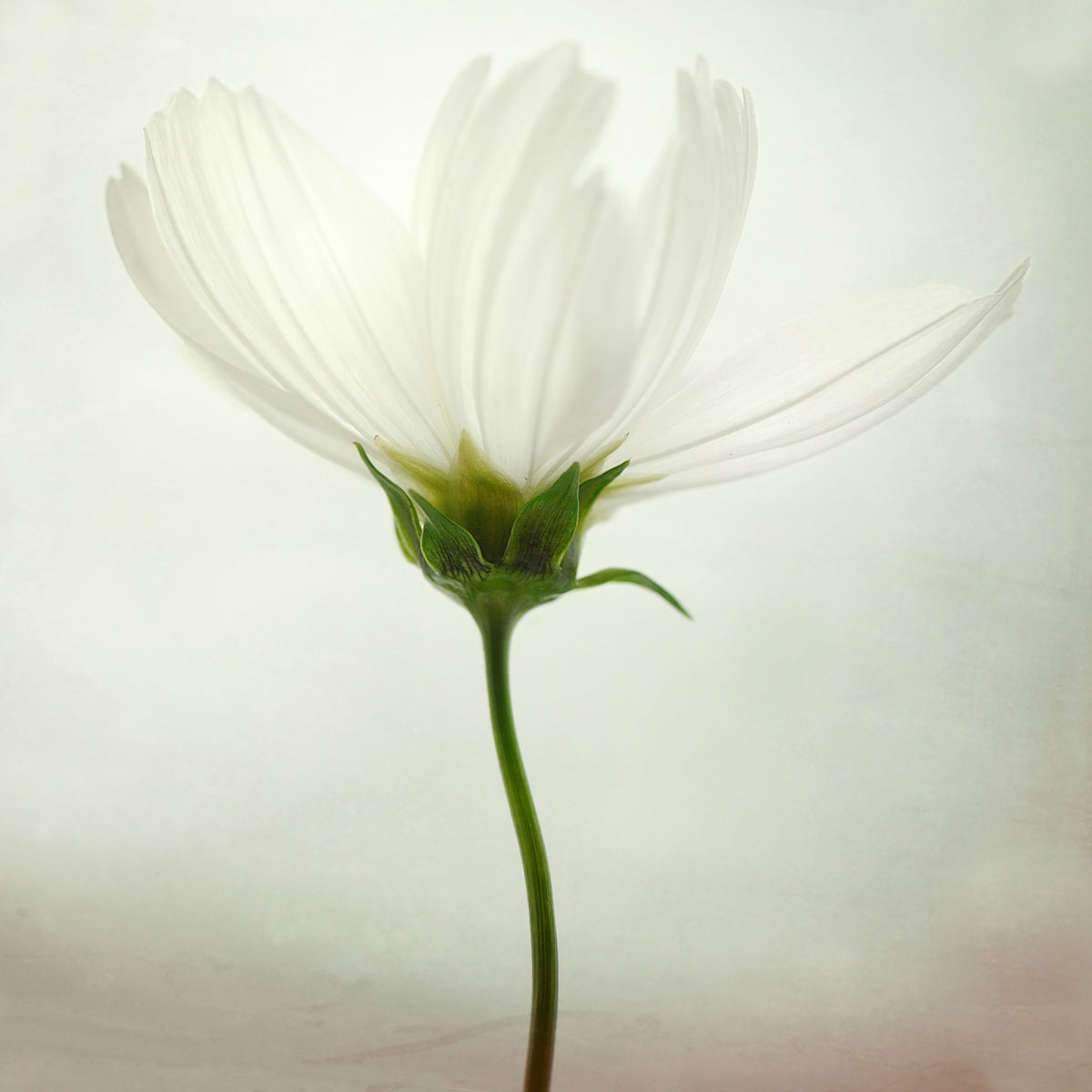acrylic-print-white-cosmos