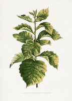 poster-print-common-hawnthorn-leaf-illustration