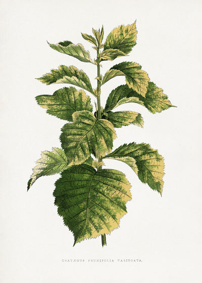 poster-print-common-hawnthorn-leaf-illustration