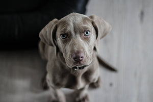 3-piece-aluminium-print-the-weimaraner