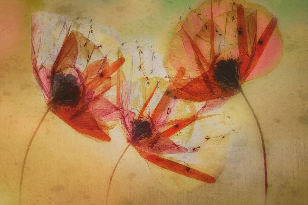 framedposter-print-poppy-seeds