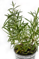 framedposter-print-rosemary-in-the-pot
