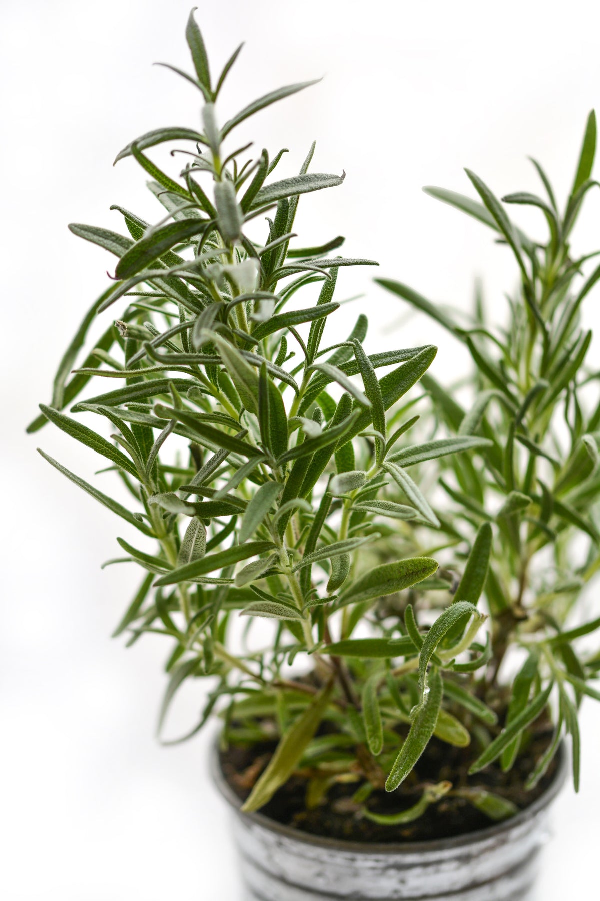 framedposter-print-rosemary-in-the-pot