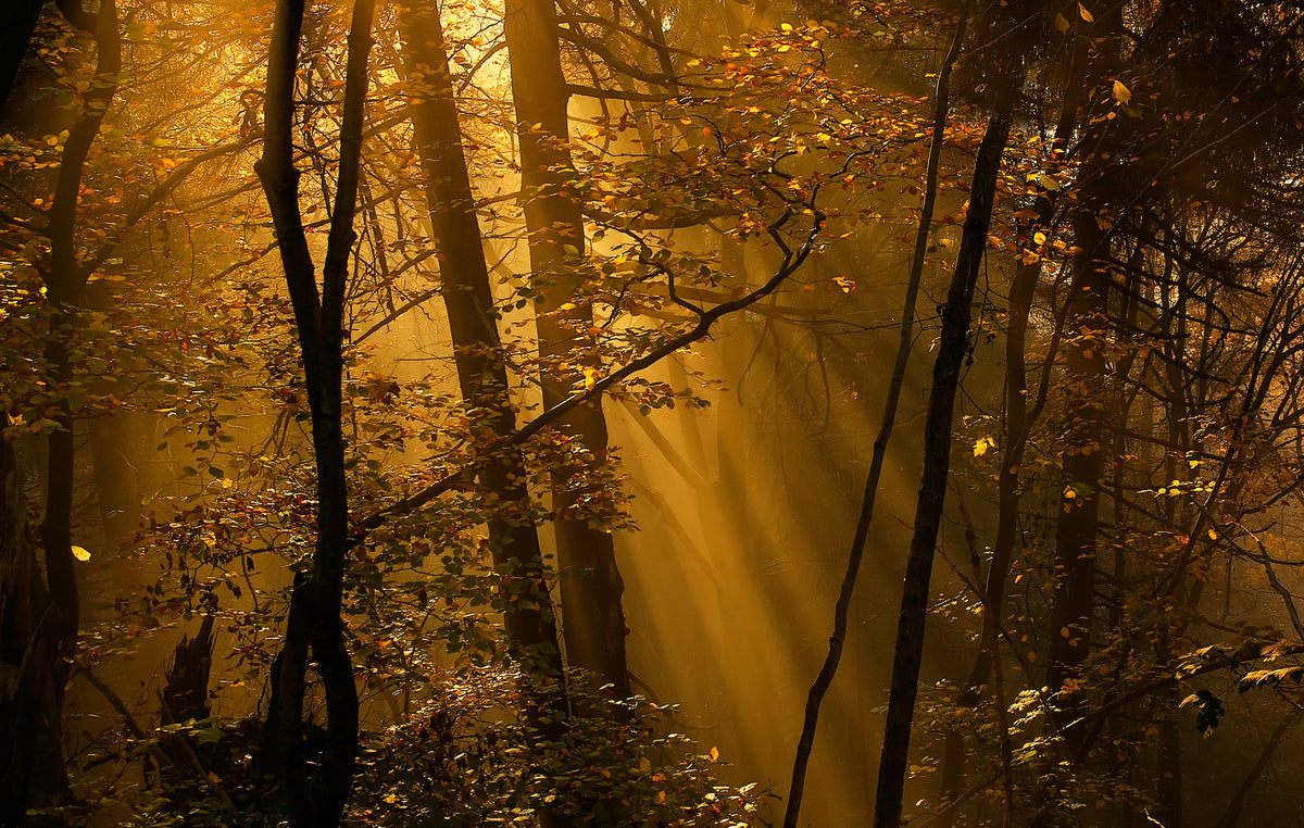 acrylic-print-morning-rays