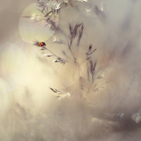 aluminium-print-little-lady
