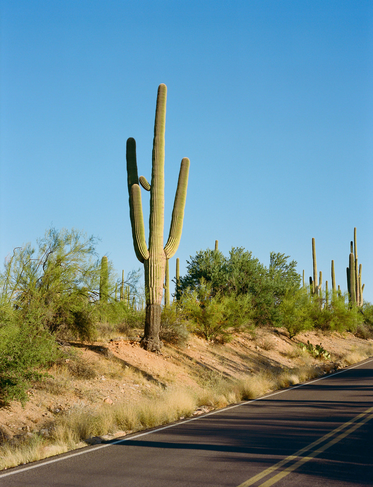 framedcanvas-print-saguaro-national-park-vi-on-film