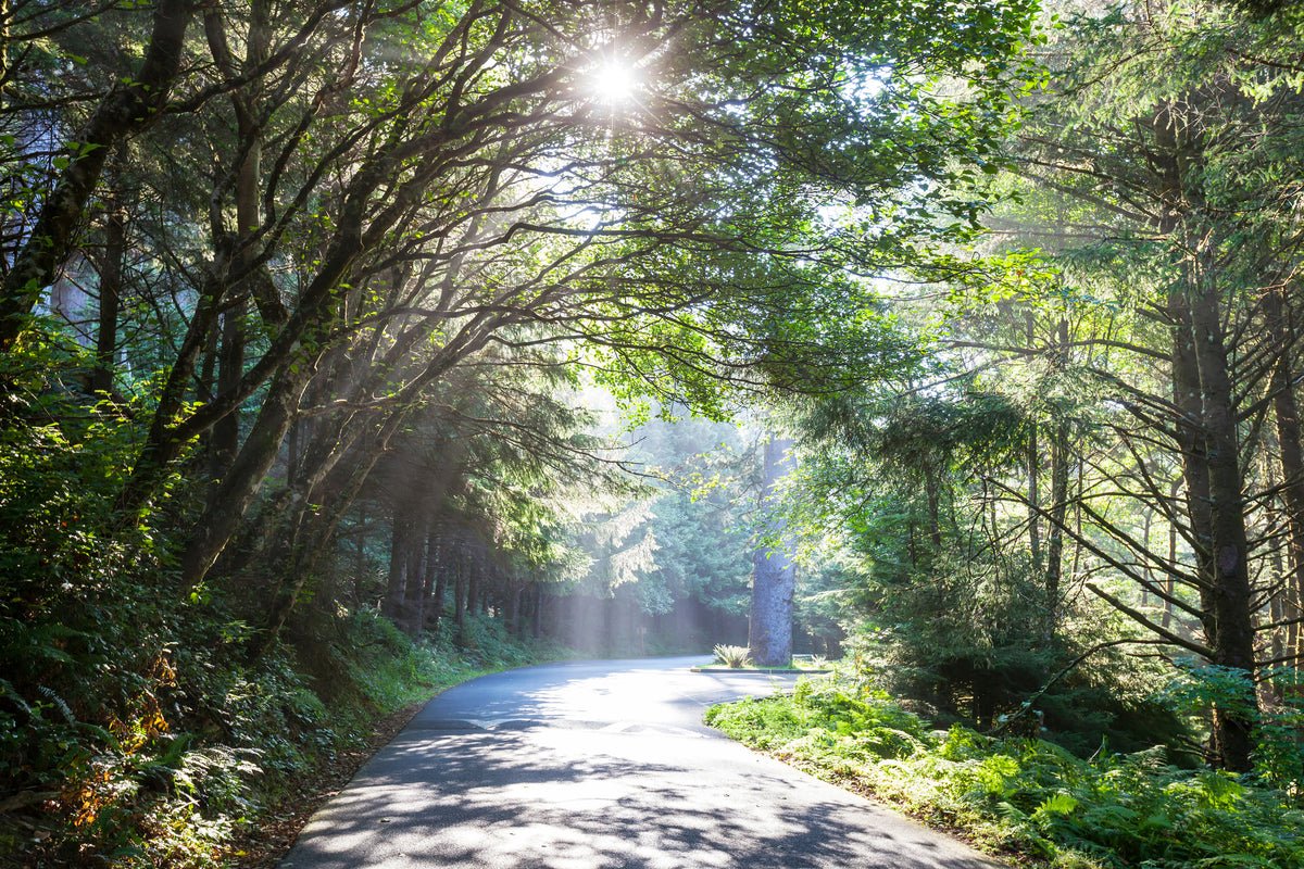framedposter-print-sunny-forest-path