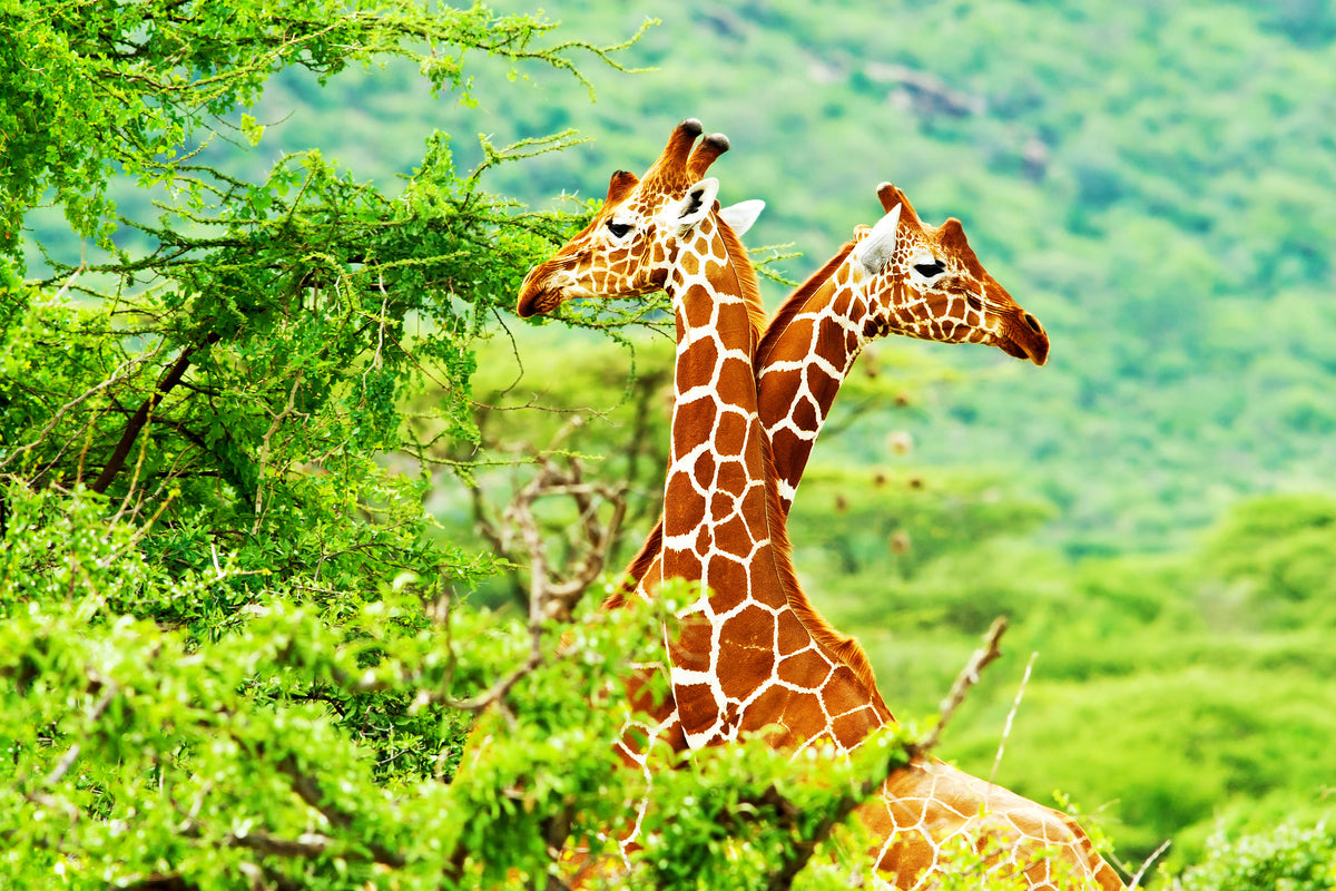 aluminium-print-giraffes-love